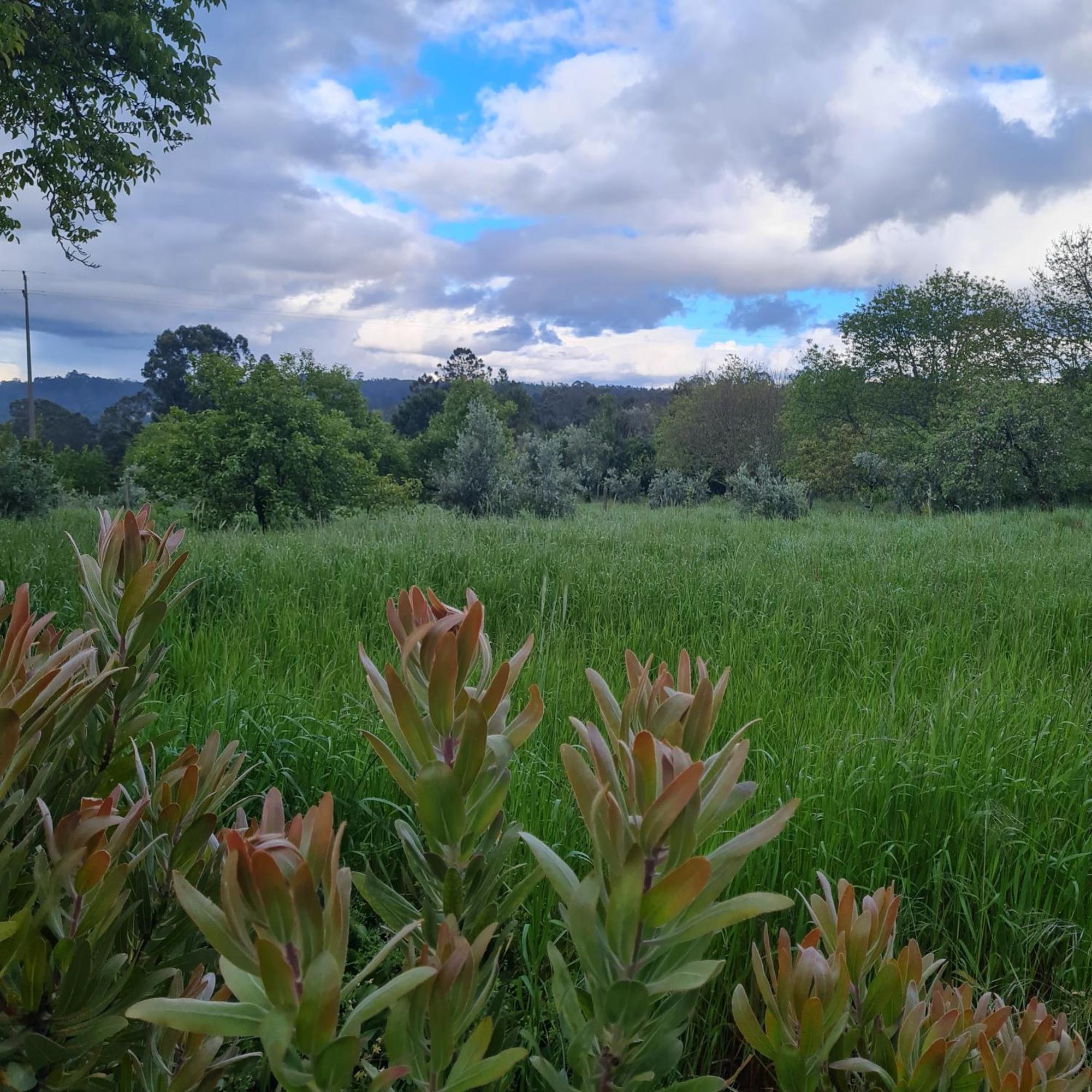 Quinta Jr - Casa De Campo Carregal  エクステリア 写真